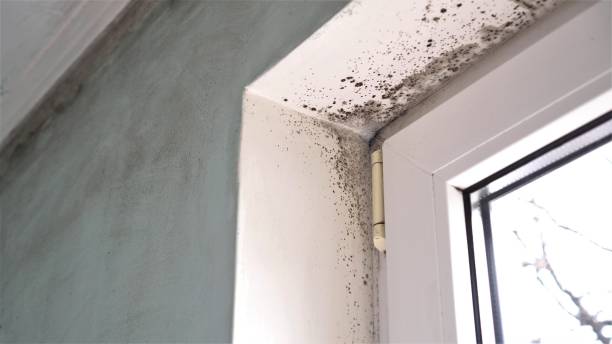 Best Crawl Space Mold Remediation in Warrensville Heights, OH