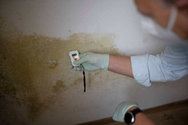 Best Basement Mold Remediation in Warrensville Heights, OH
