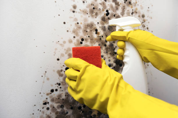 Warrensville Heights, OH Mold Remediation Company
