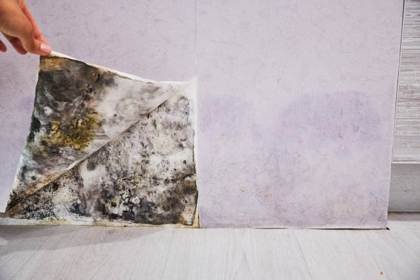 Best Attic Mold Remediation in Warrensville Heights, OH